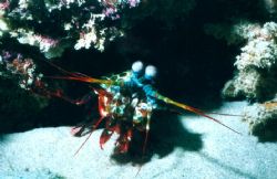 Mantis Shrimp, Blizard Ridge, Exmouth. Sea & Sea MX10 & s... by Natasha Tate 